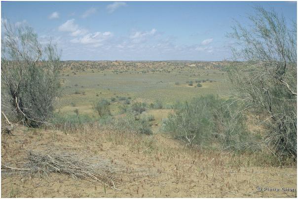 010_Désert du Kizil Koum (Sables rouges)