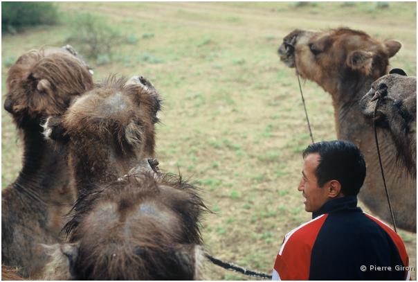 040_Chamelier kazakh