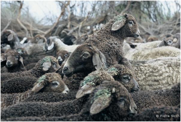 050_Moutons d'Astrakhan