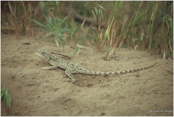 100_Petit lézard